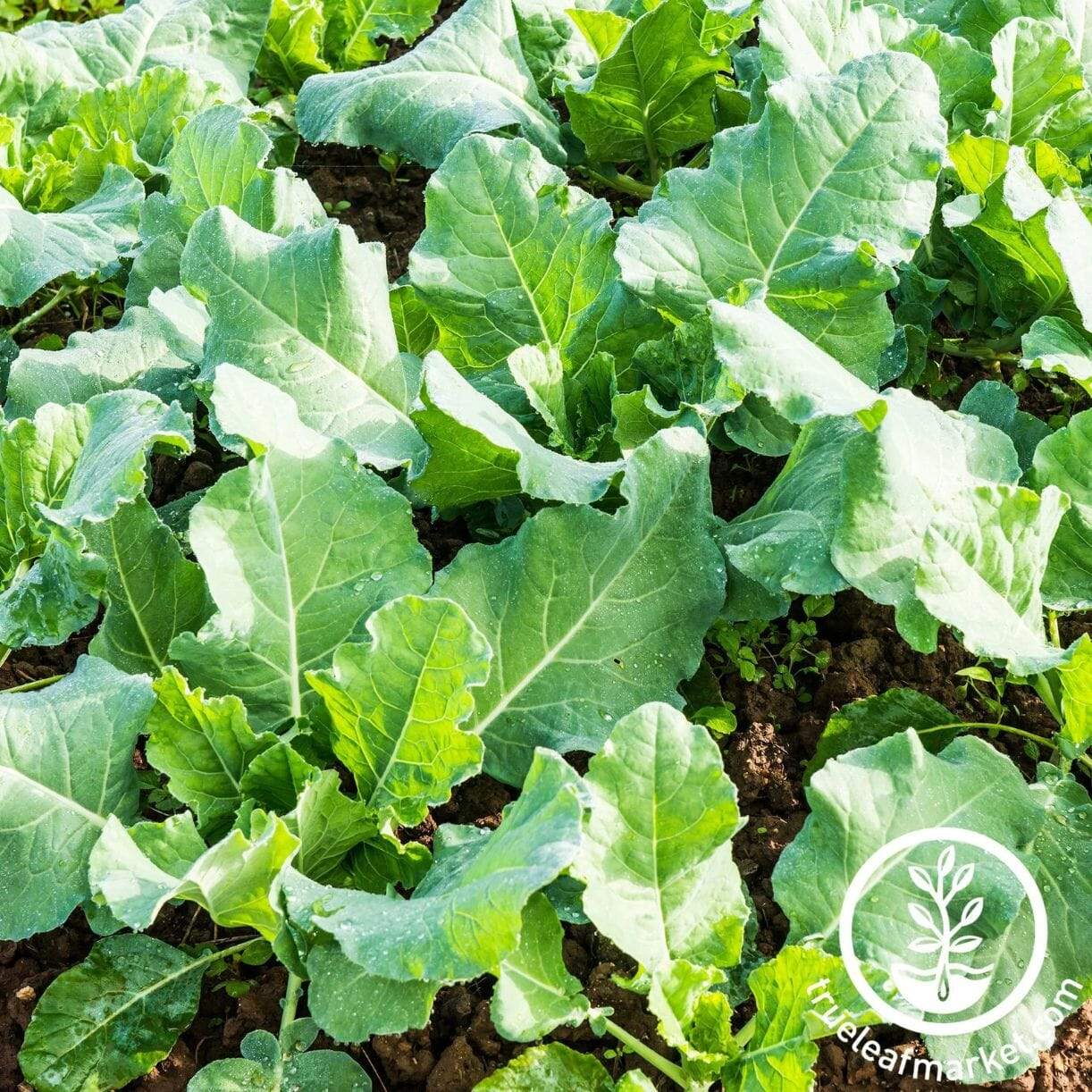 Premier Kale