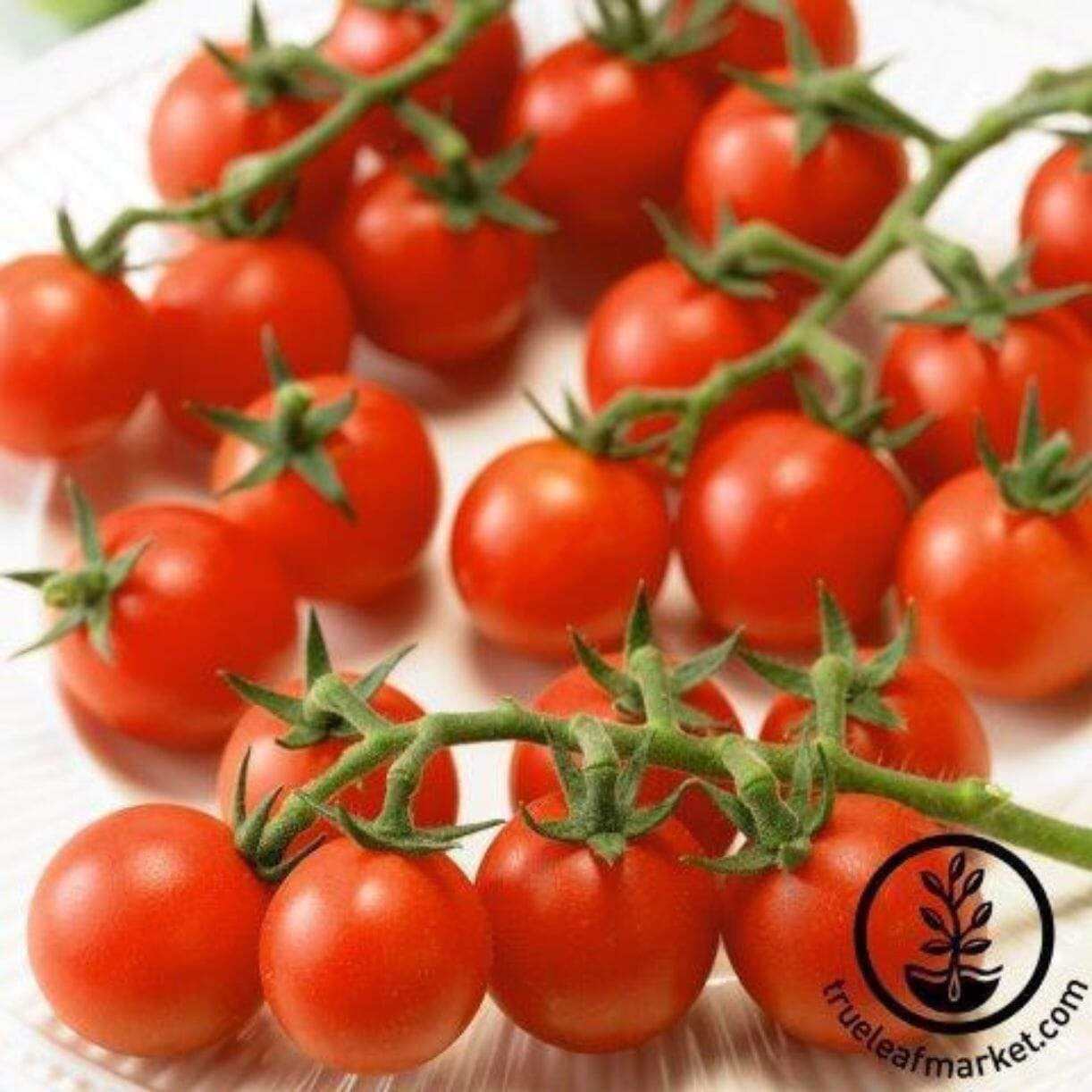Ladybug Improved Tomato