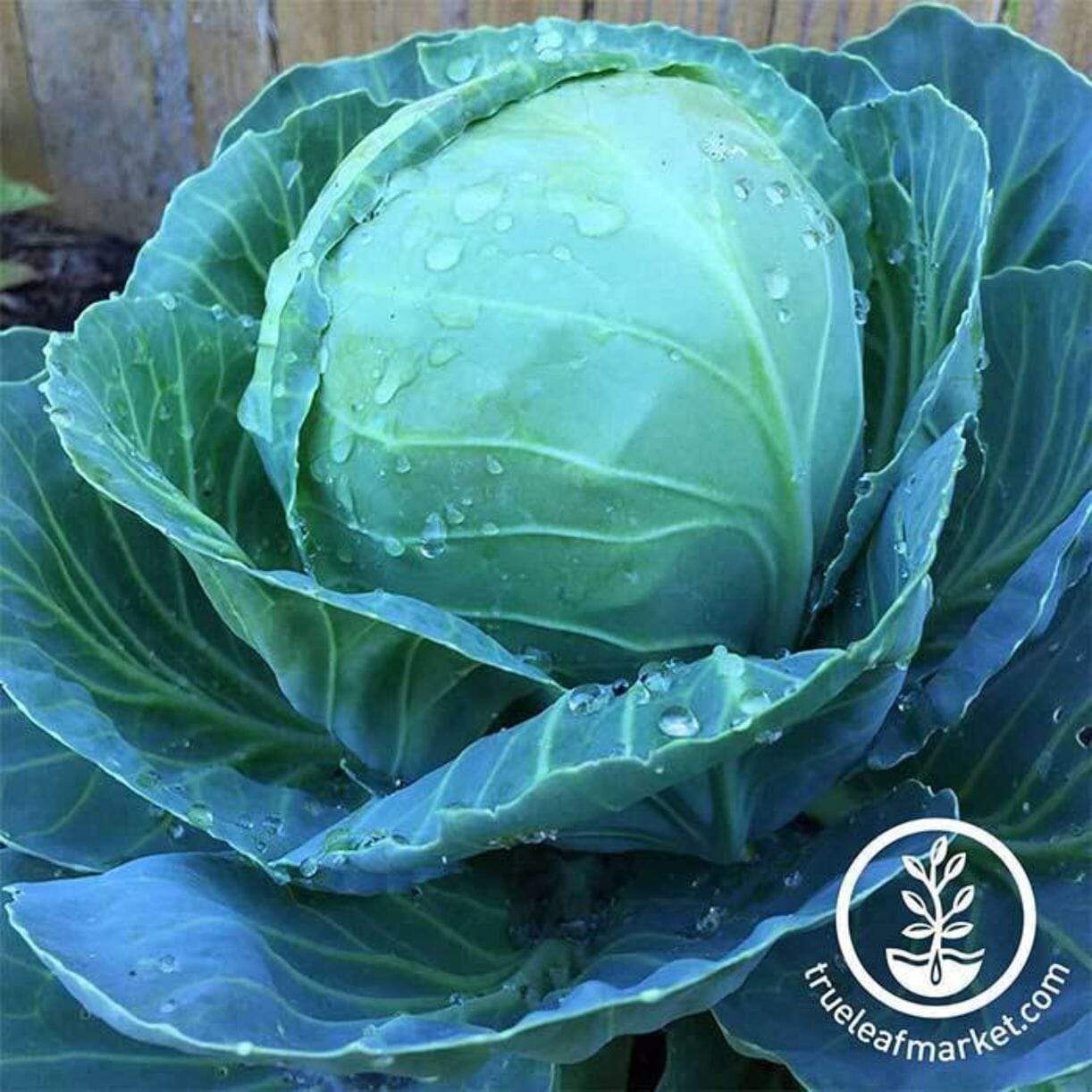 Golden Acre Cabbage