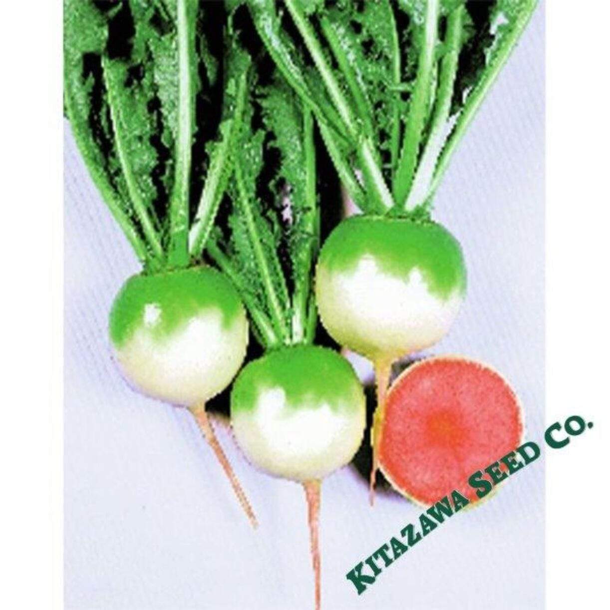 Red Meat Radish
