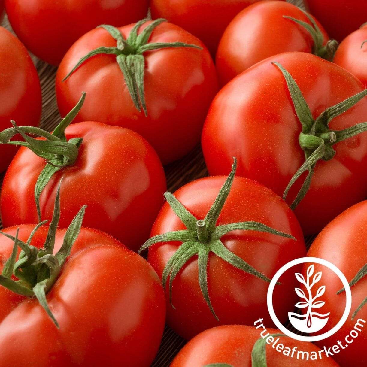 Campbell 33 Tomato