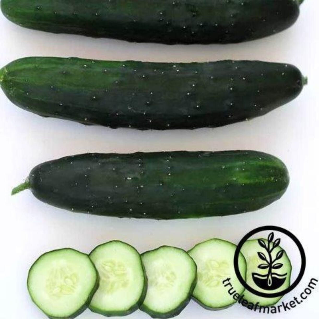 Marketmore 80 Cucumber