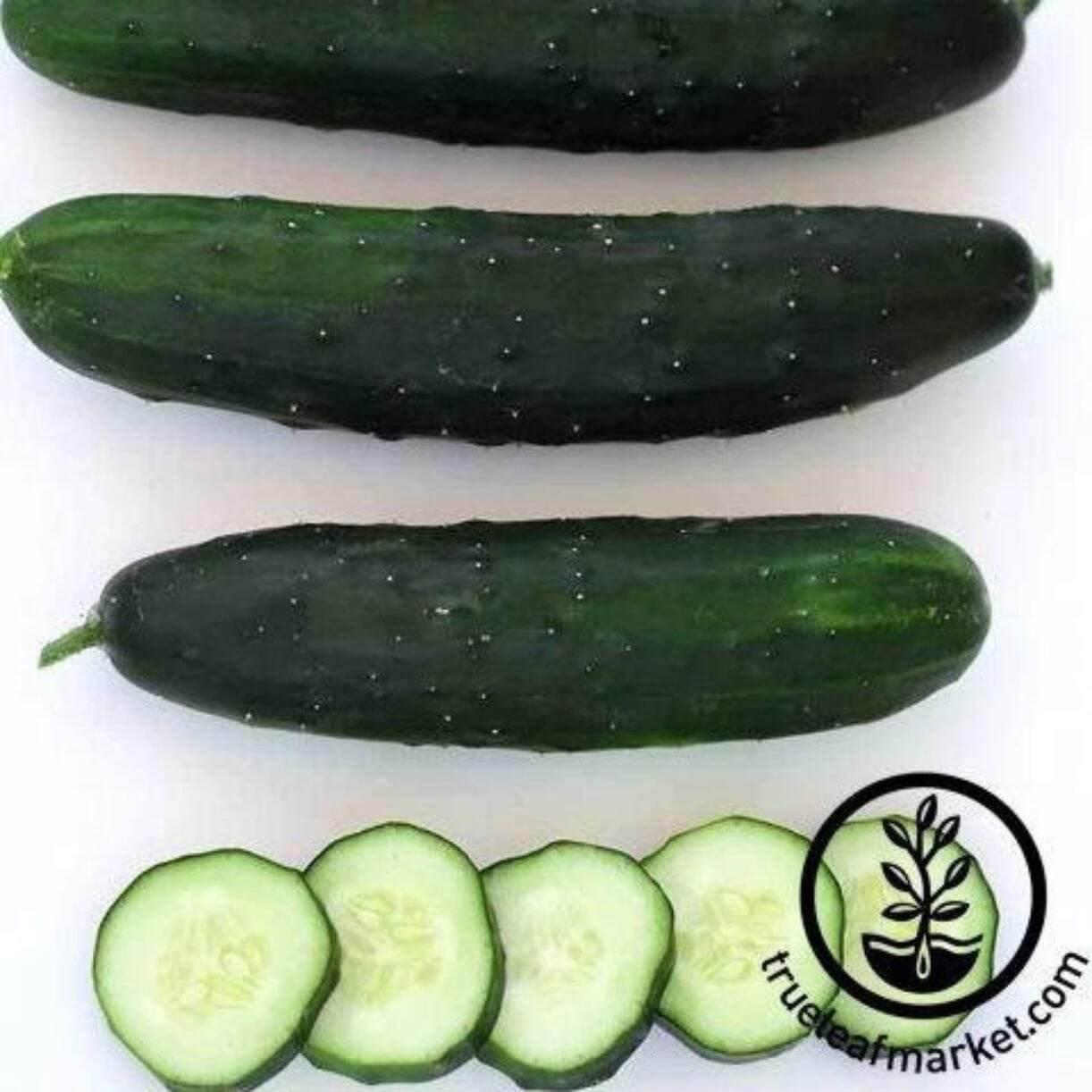 Marketmore 80 Cucumber