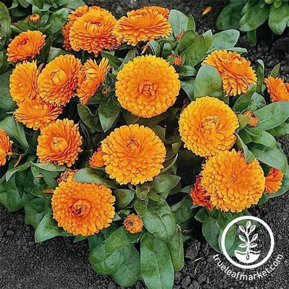 Bon Bon Series Calendula