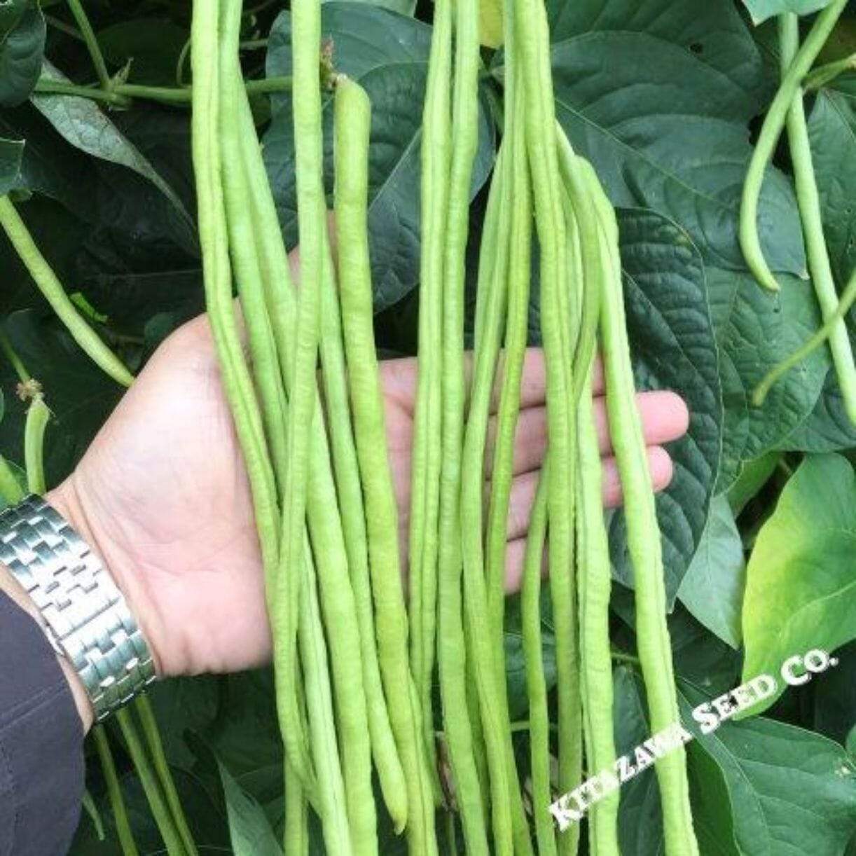 You Fong Wong Yard Long Bean