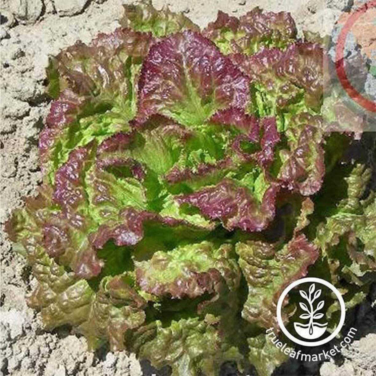 Prizehead Lettuce