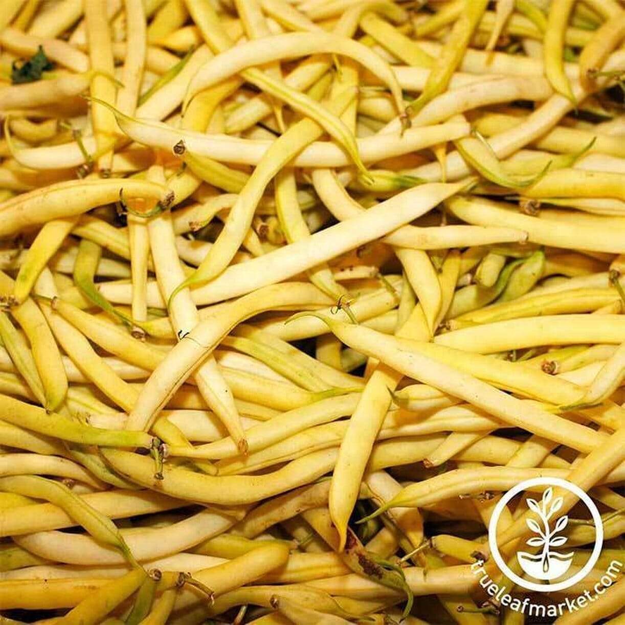 Top Notch Golden Wax Bean