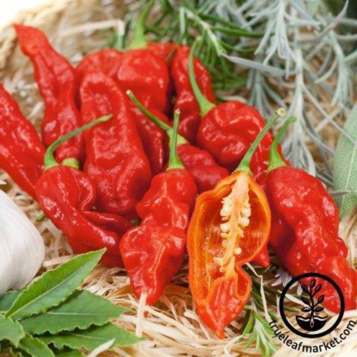Wicked Ghost Pepper
