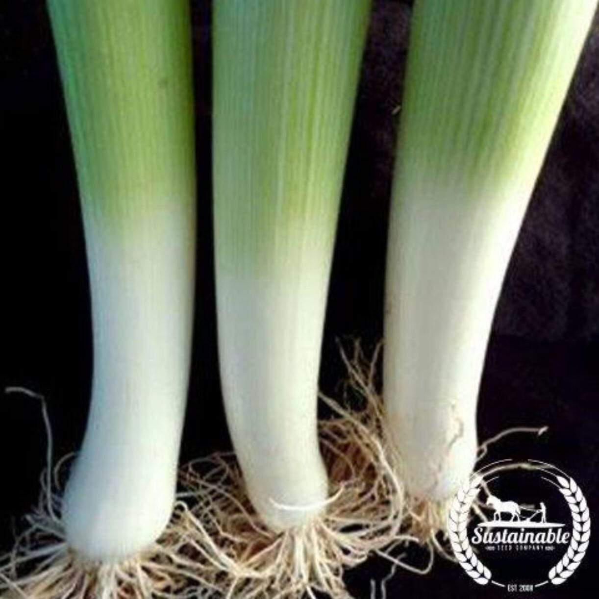 Leek