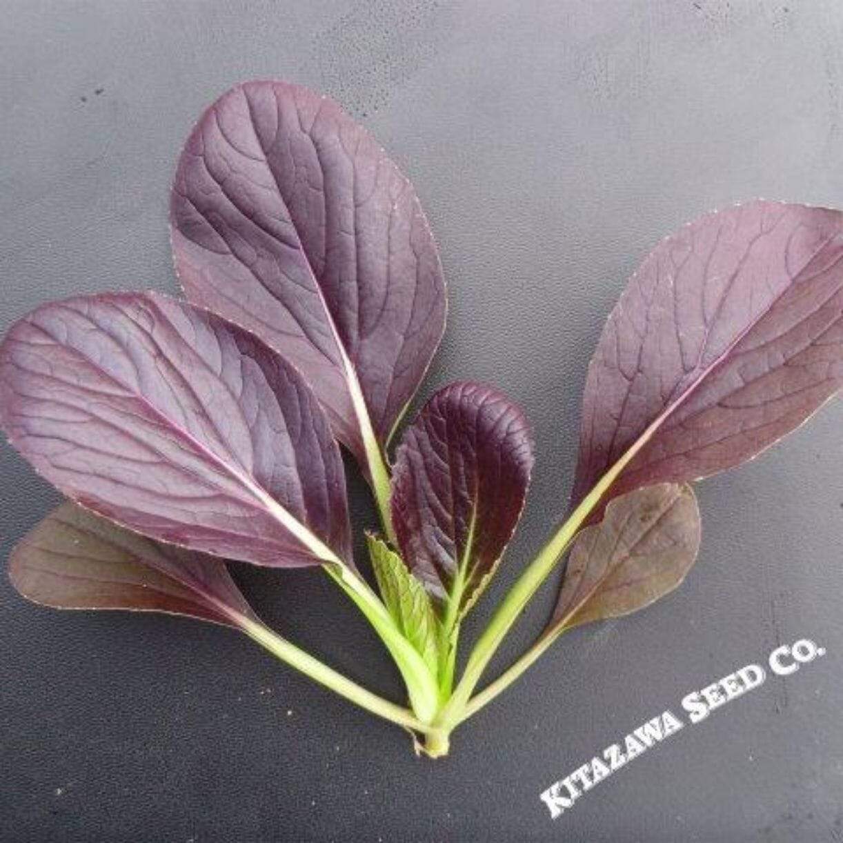 Da Hong Summer Cabbage