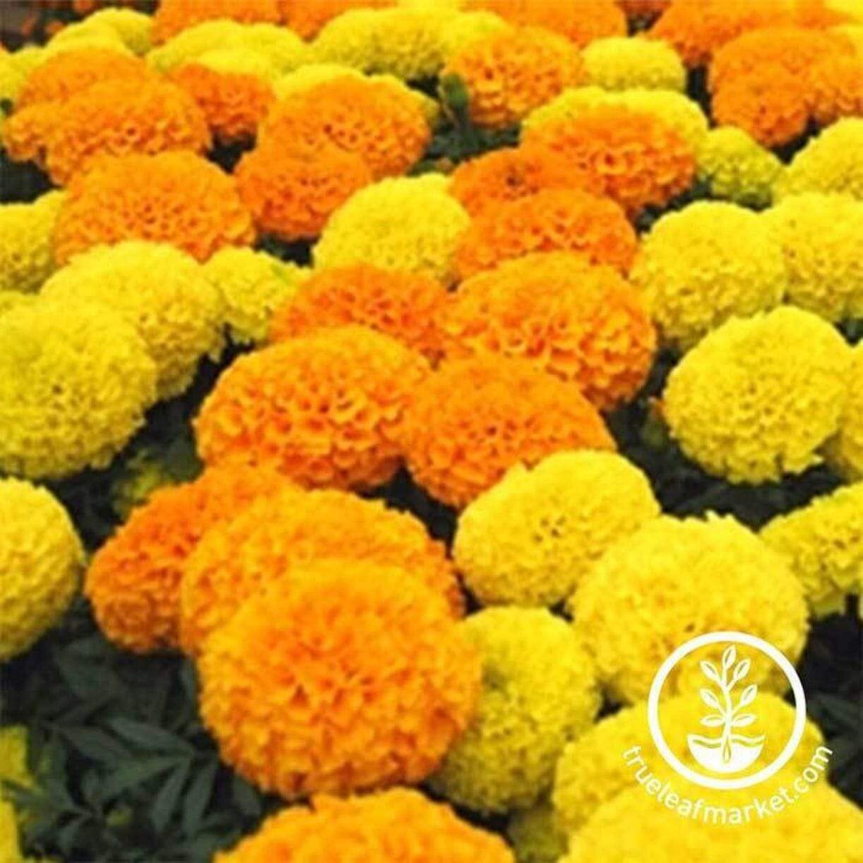 Discovery Series African Marigold
