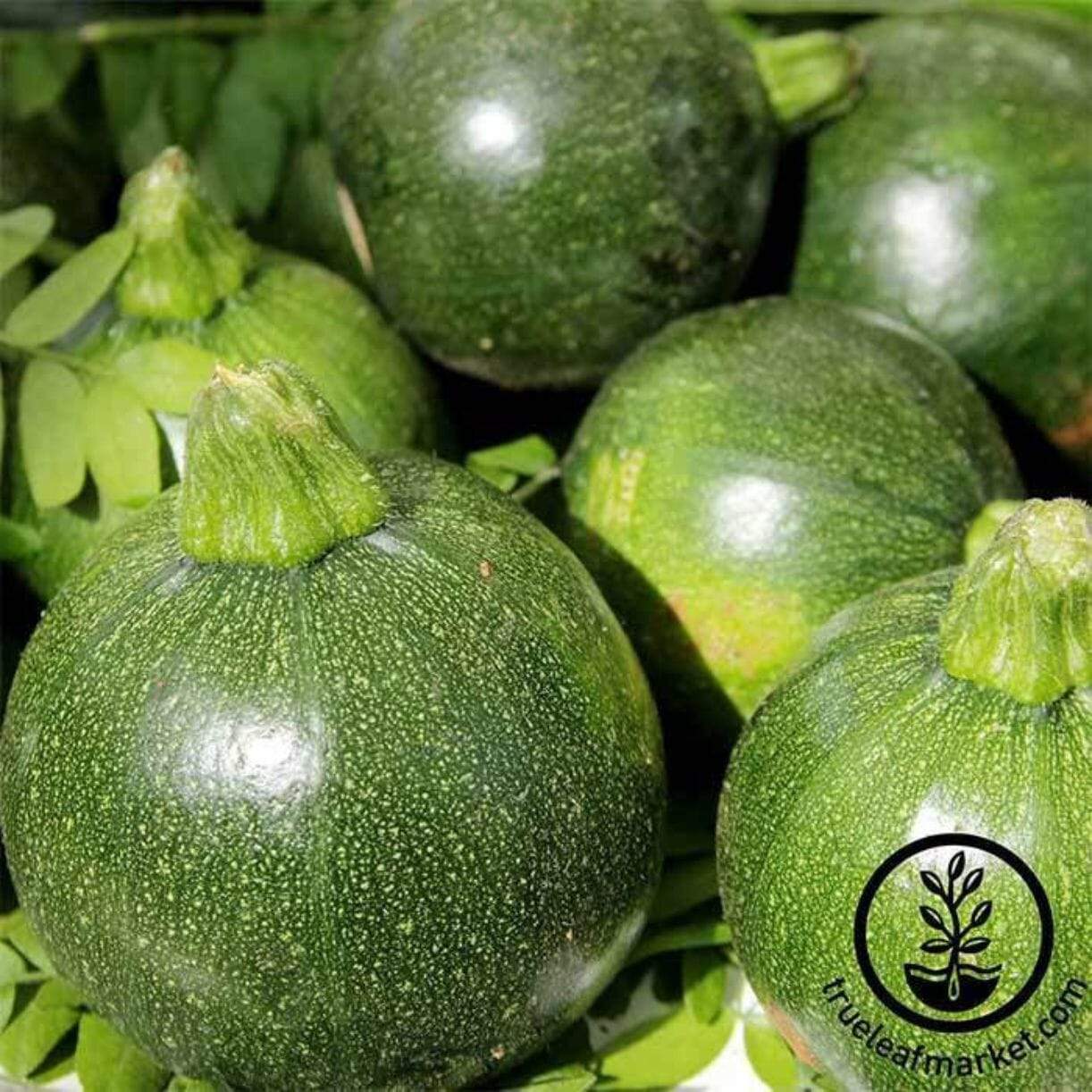 Zucchini Eight Ball Squash
