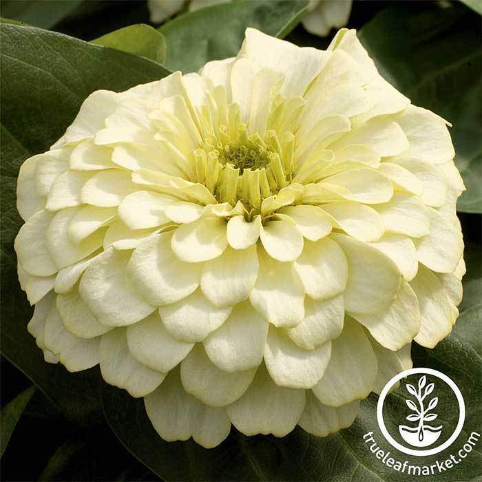 Ivory Zinnia