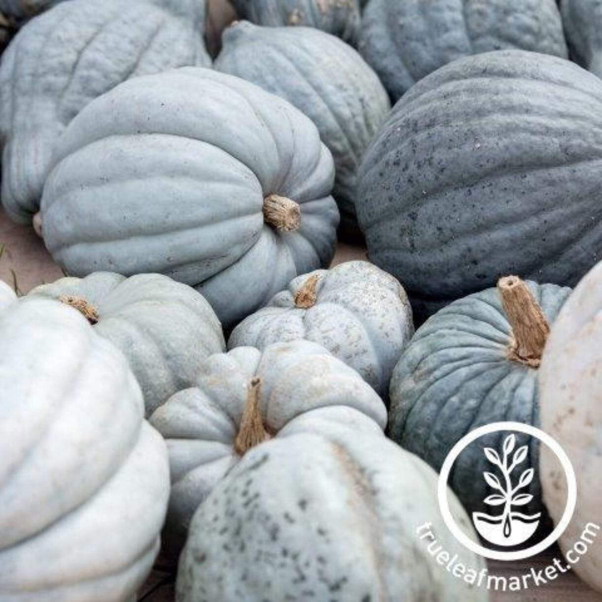 Queensland Blue Squash