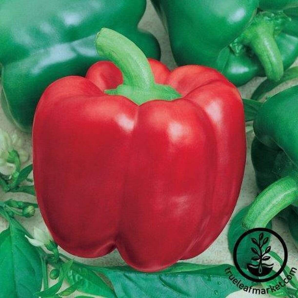 Jupiter Pepper