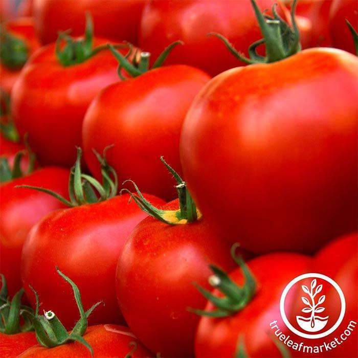 Husky Red Tomato