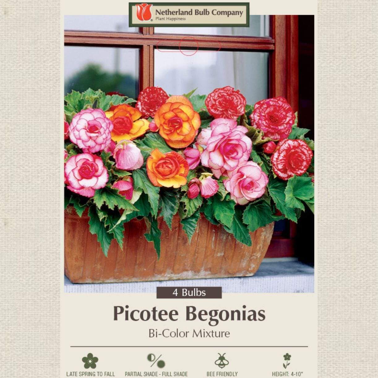 Bi-color Picotee Mixture Begonia