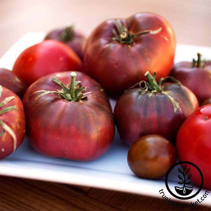 Cherokee Purple Tomato