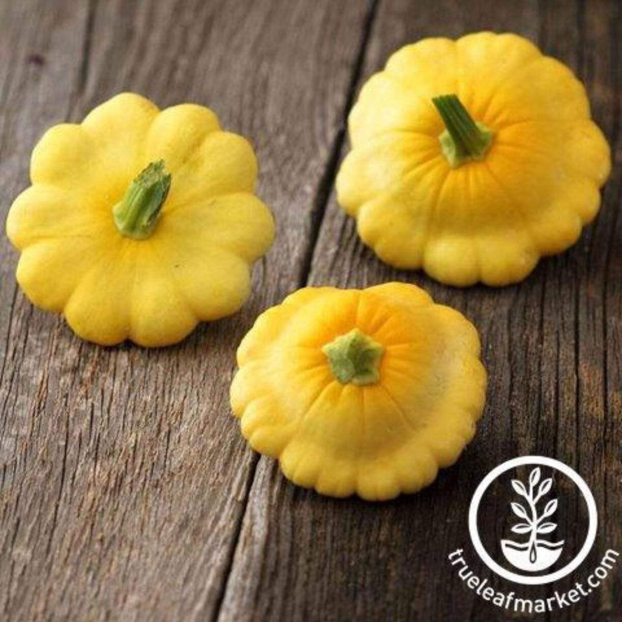 Scallop Yellow Bush Squash
