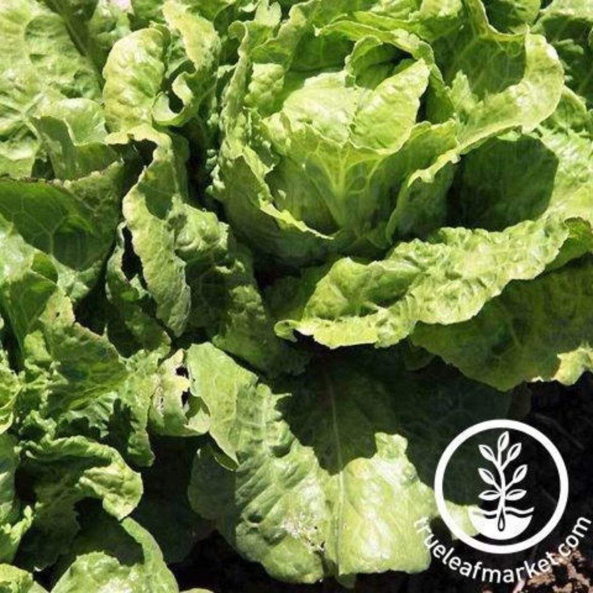 Arianna Lettuce
