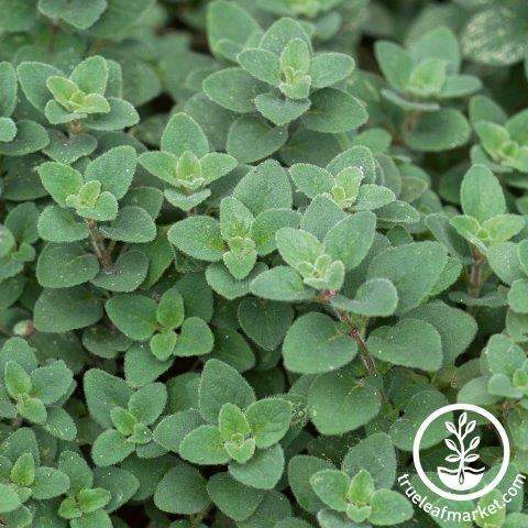 Cleopatra Oregano