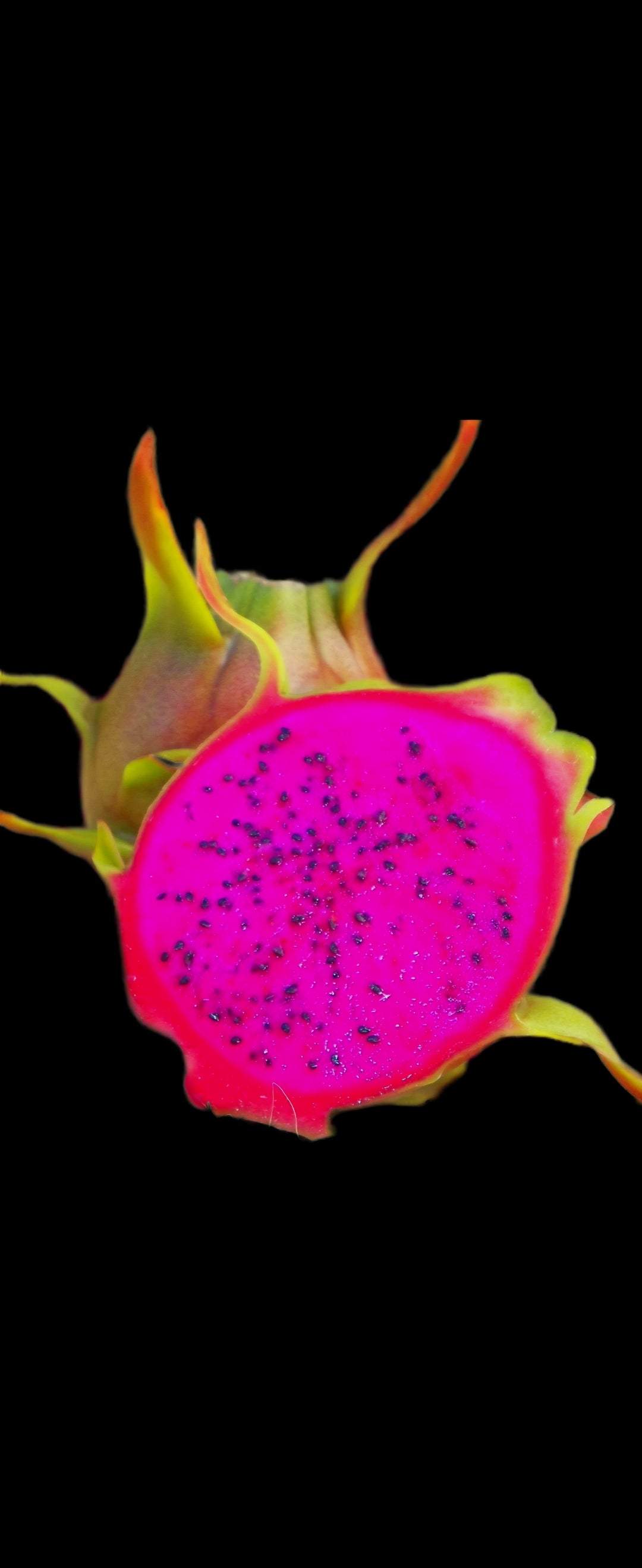 Condor Dragon Fruit (1)