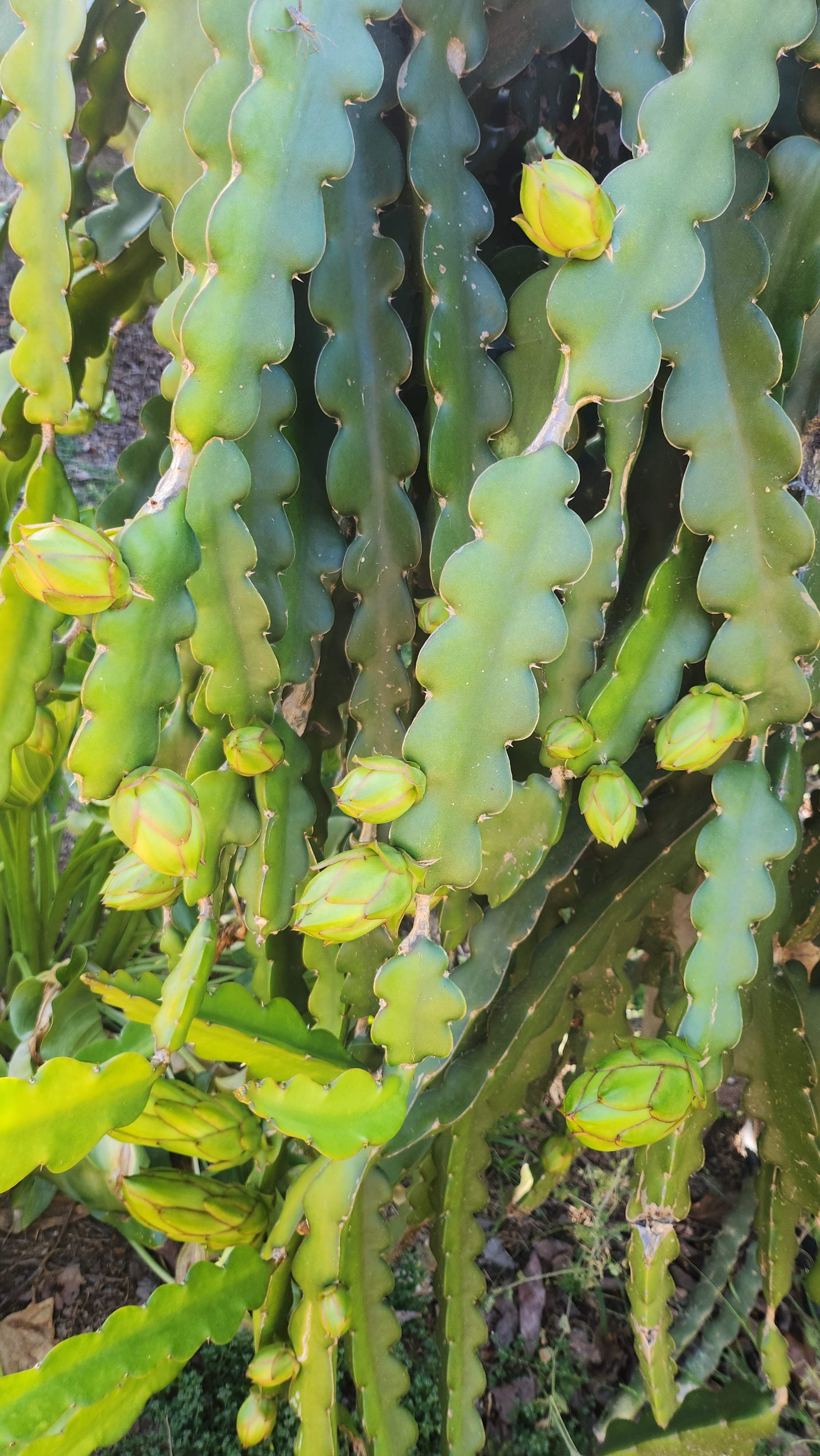 Condor Dragon Fruit (3)