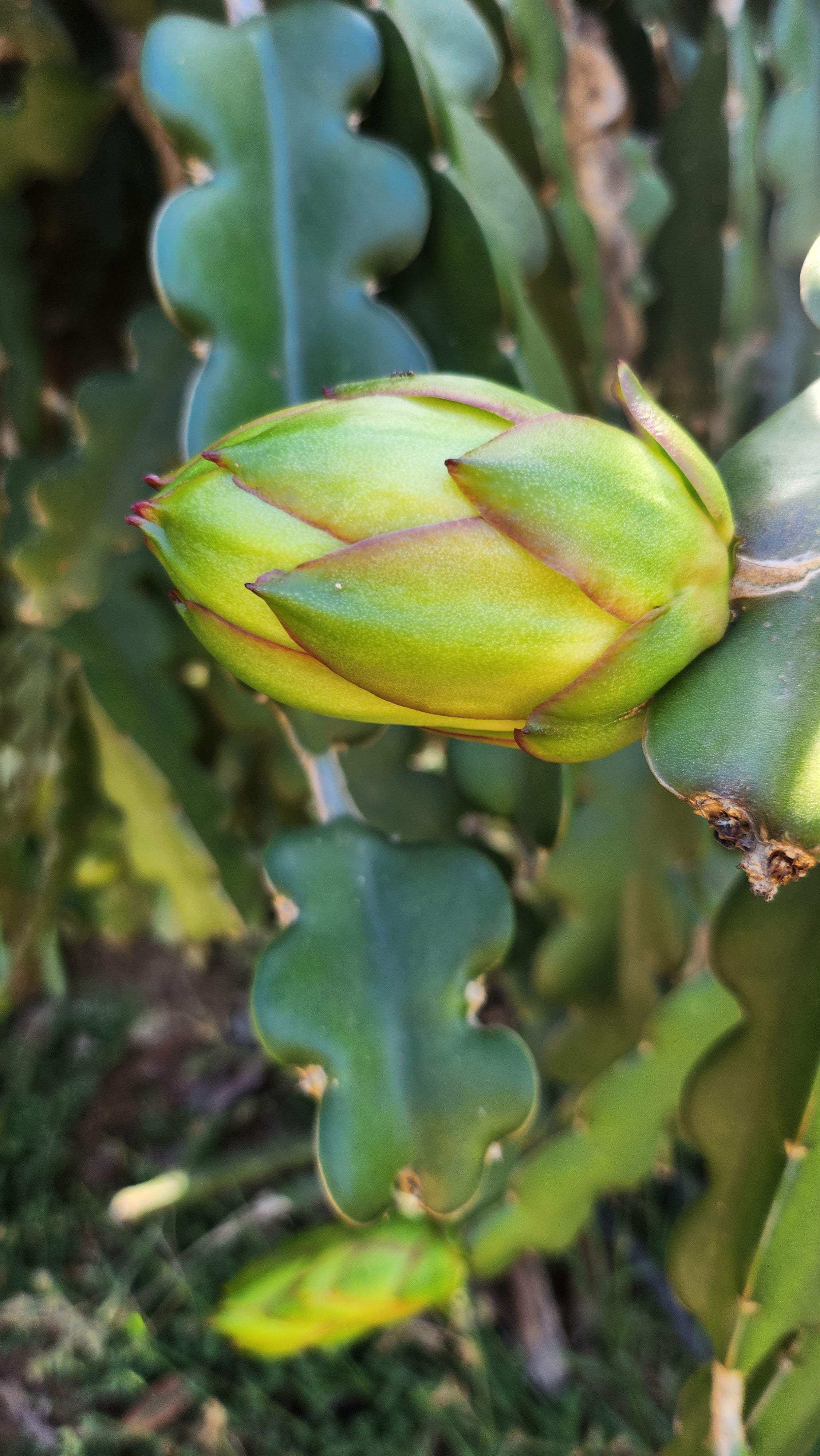 Condor Dragon Fruit (4)