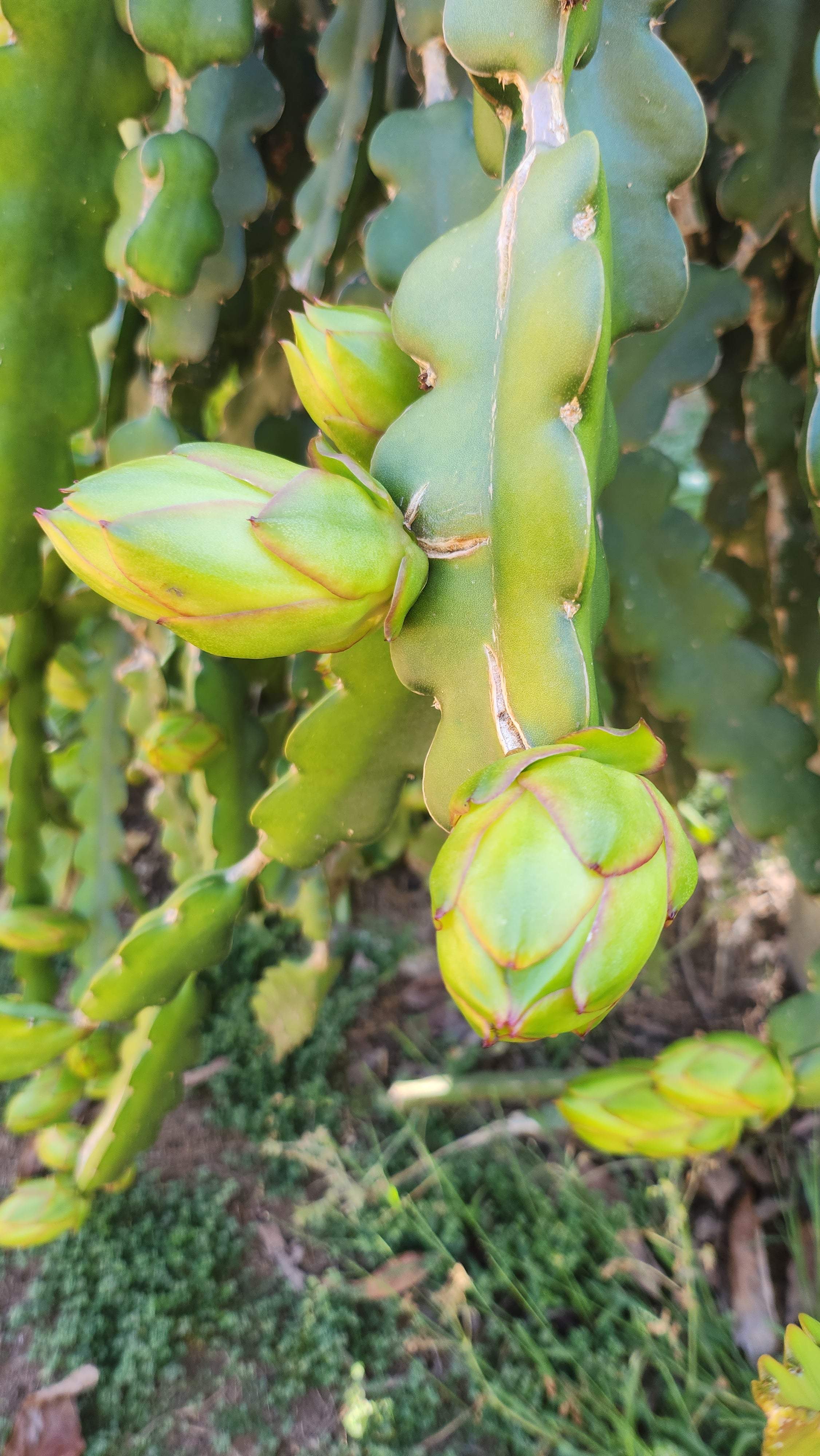 Condor Dragon Fruit (5)