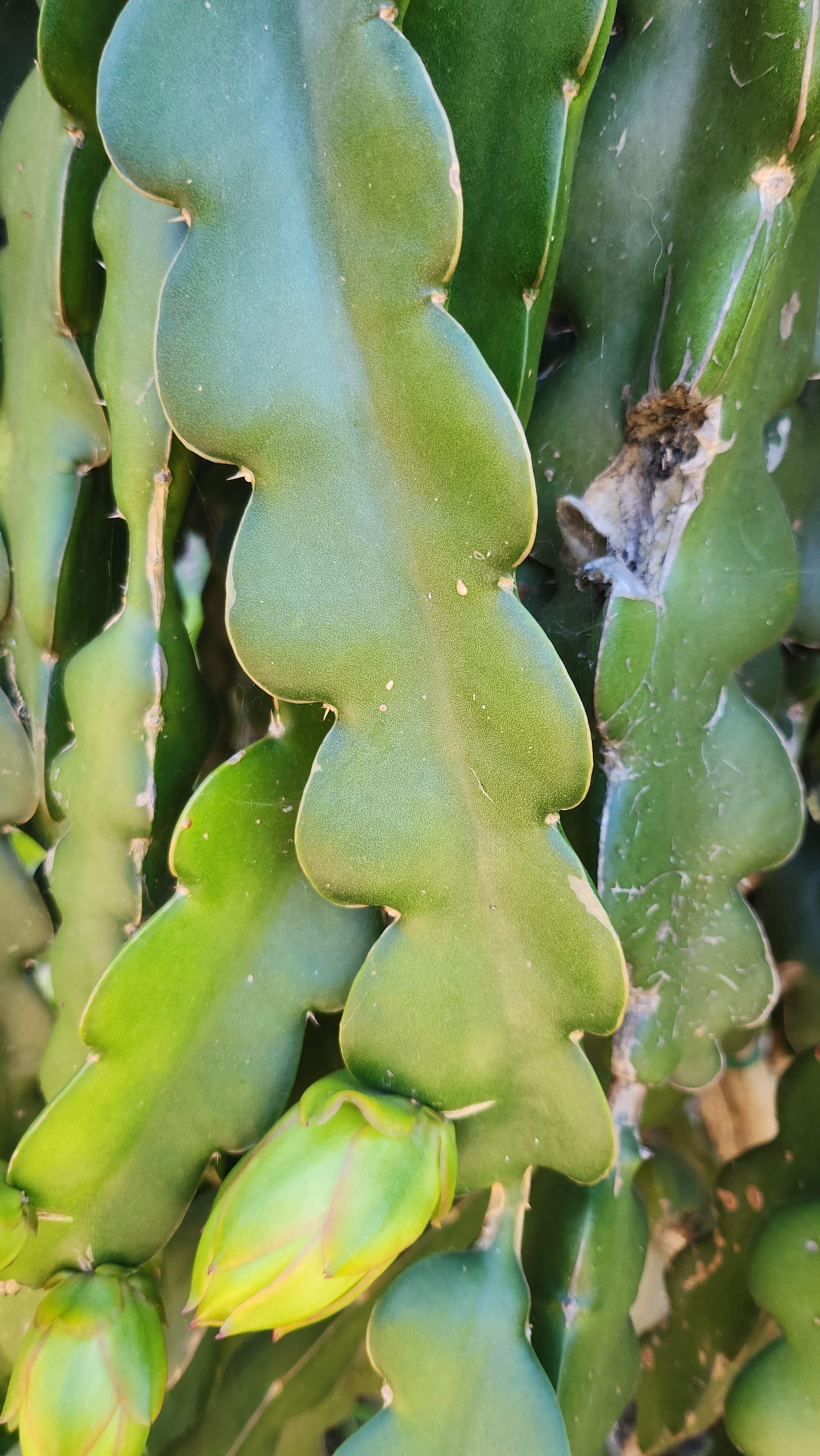 Condor Dragon Fruit (2)