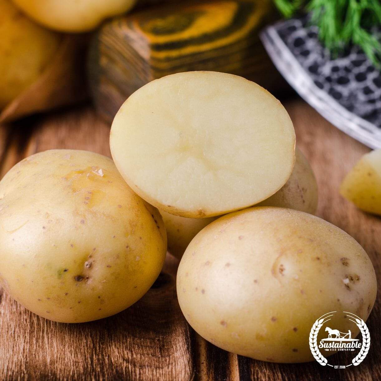 Potato Cal White