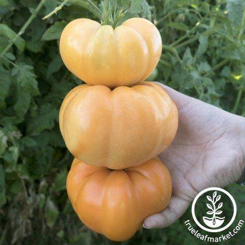 Dr. Wyche's Yellow Tomato
