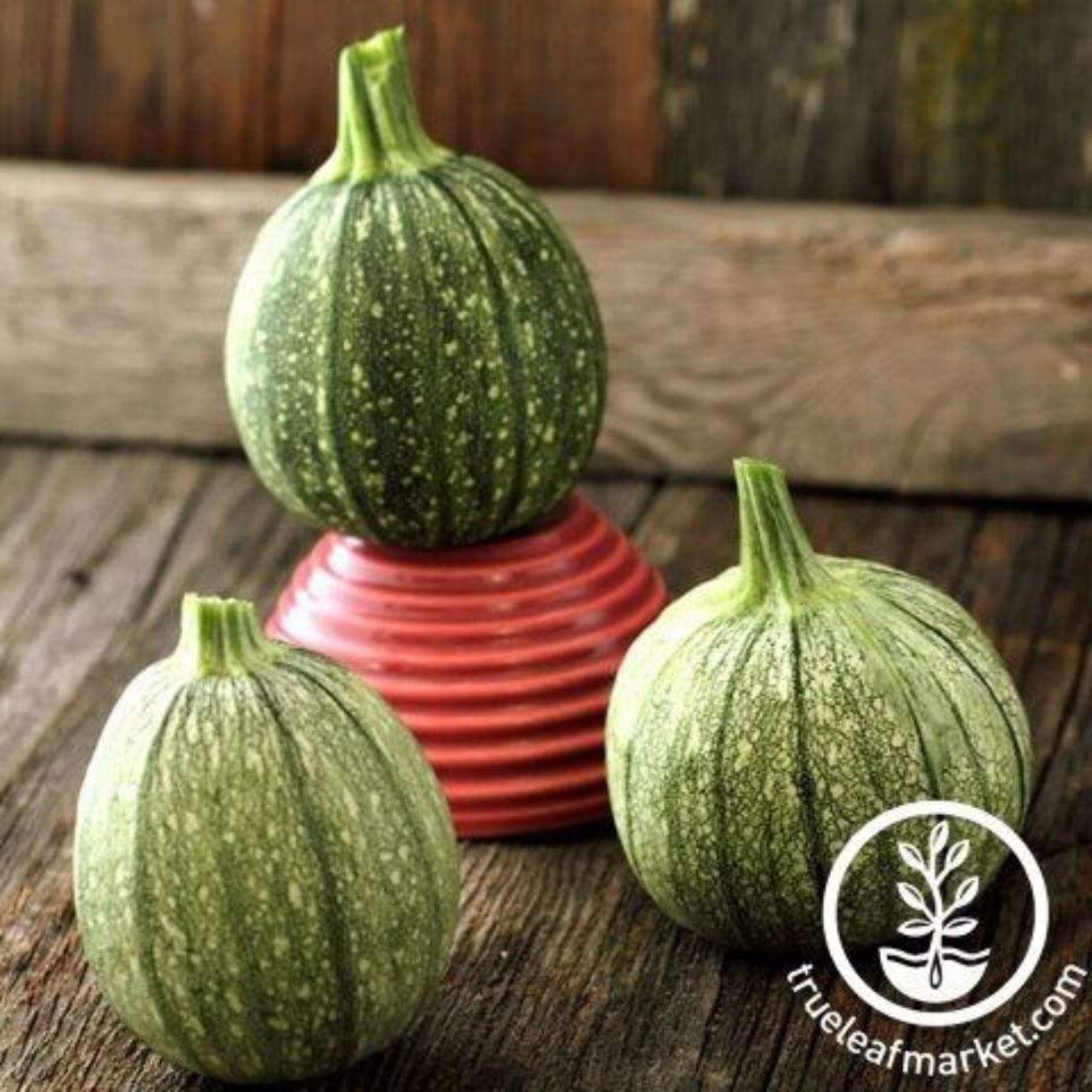 Round Zucchini