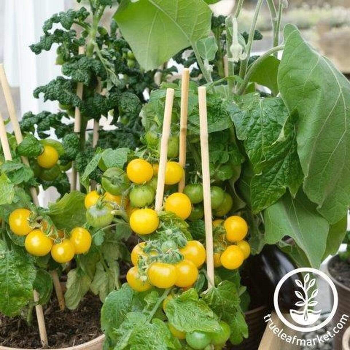 Patio Choice Yellow Tomato