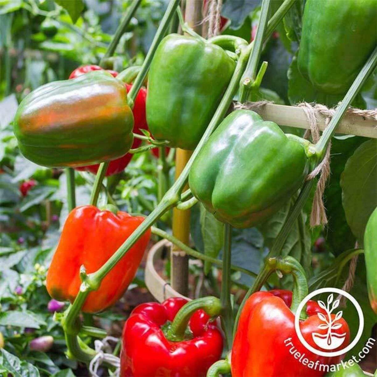 Big Bertha Pepper