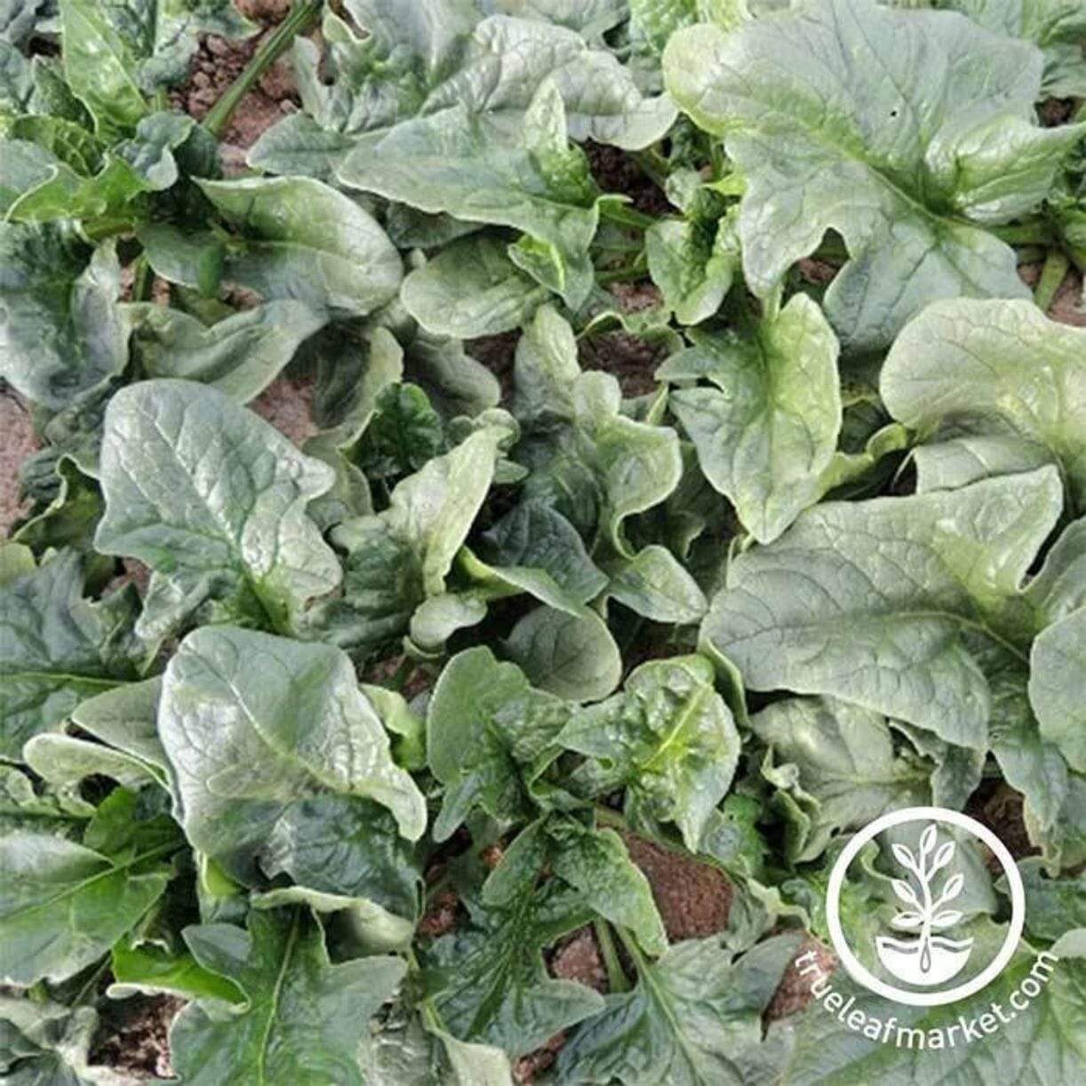 Viroflay Spinach