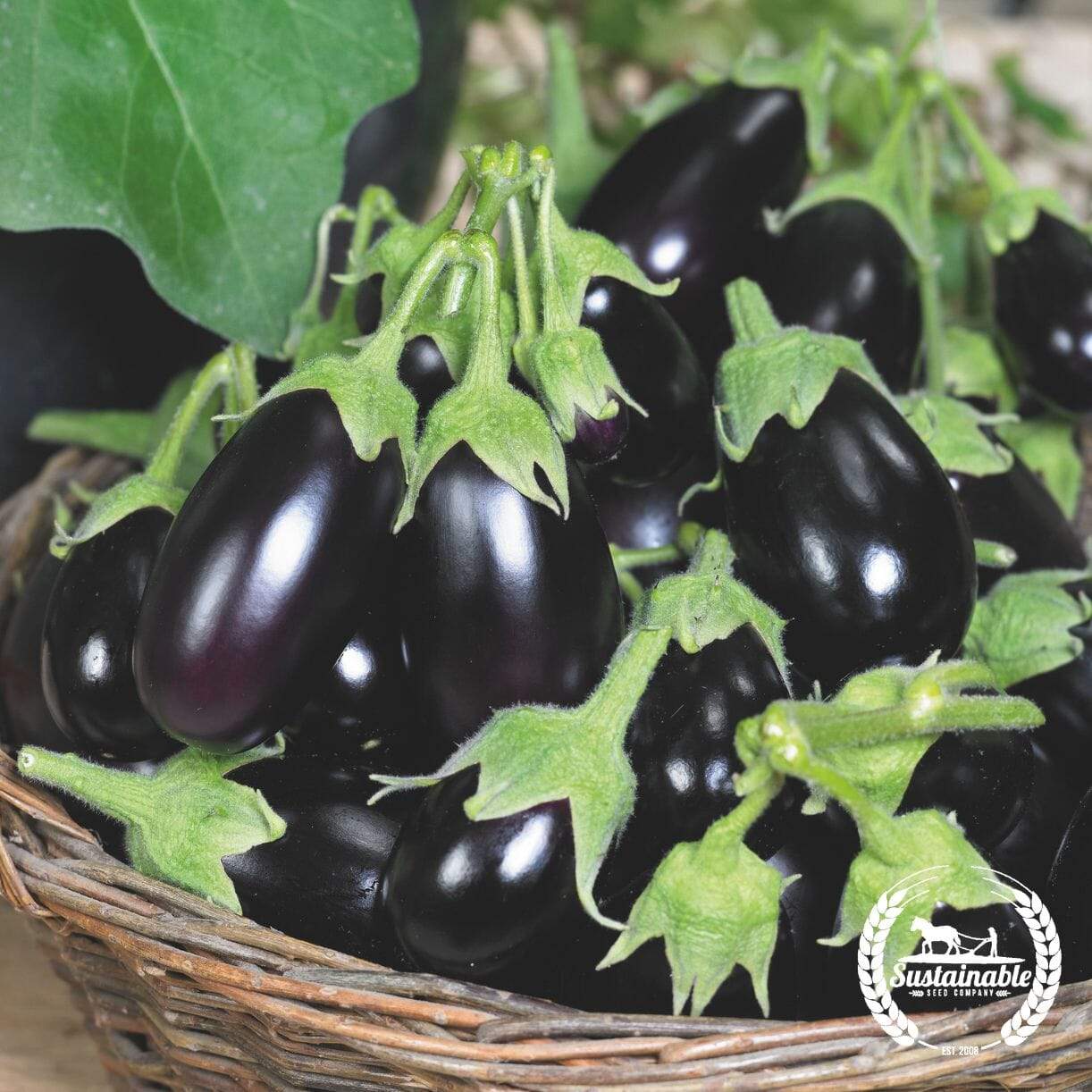 Morden Midget Eggplant
