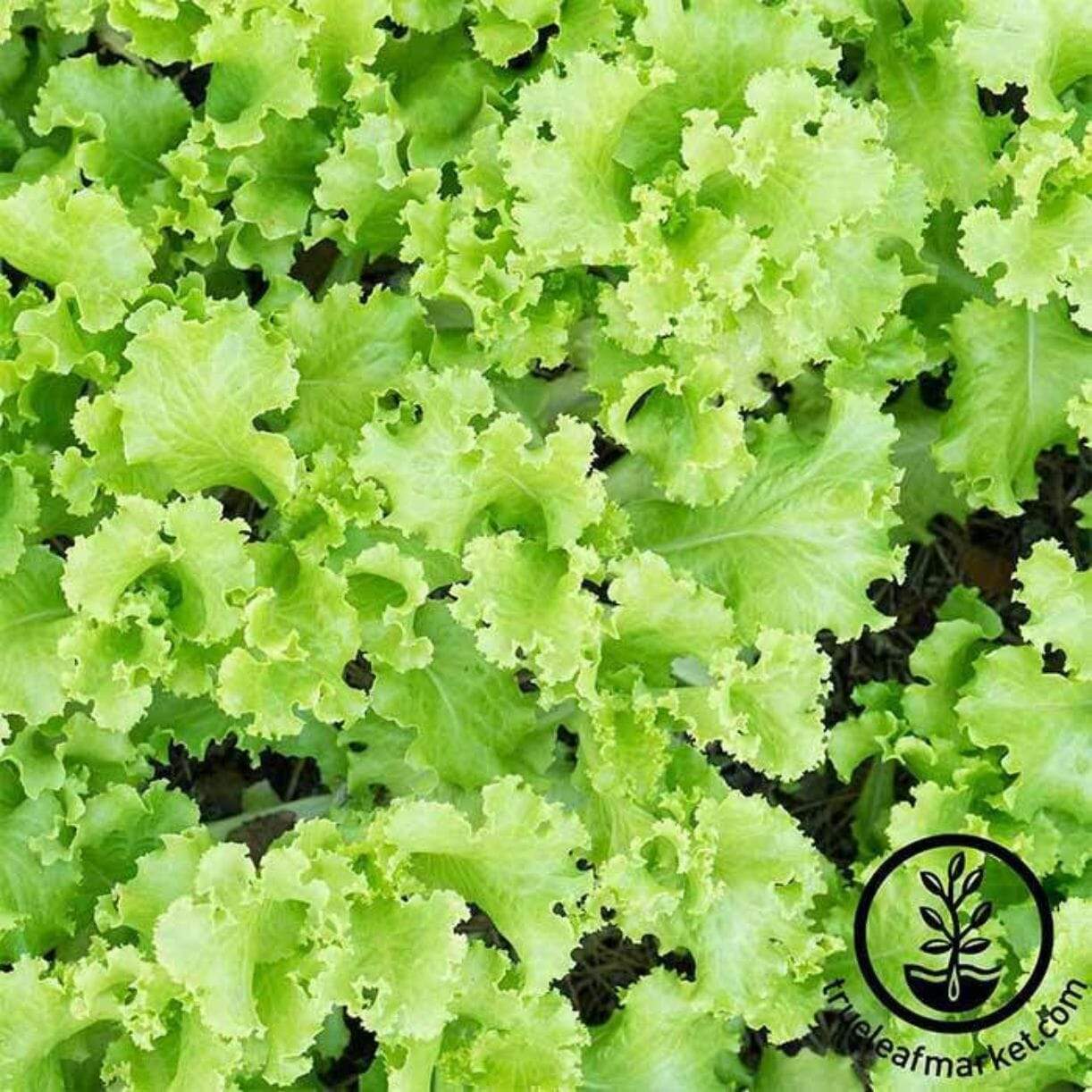 Black Seeded Simpson Lettuce
