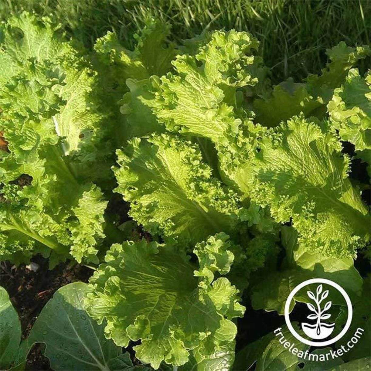 Southern Giant Curled Mustard