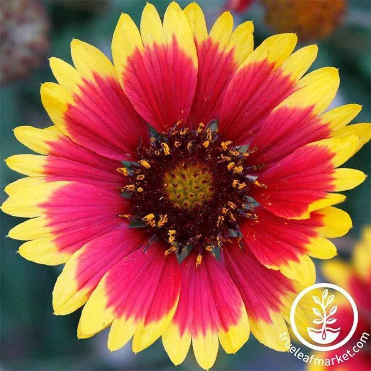 Blanket Flower