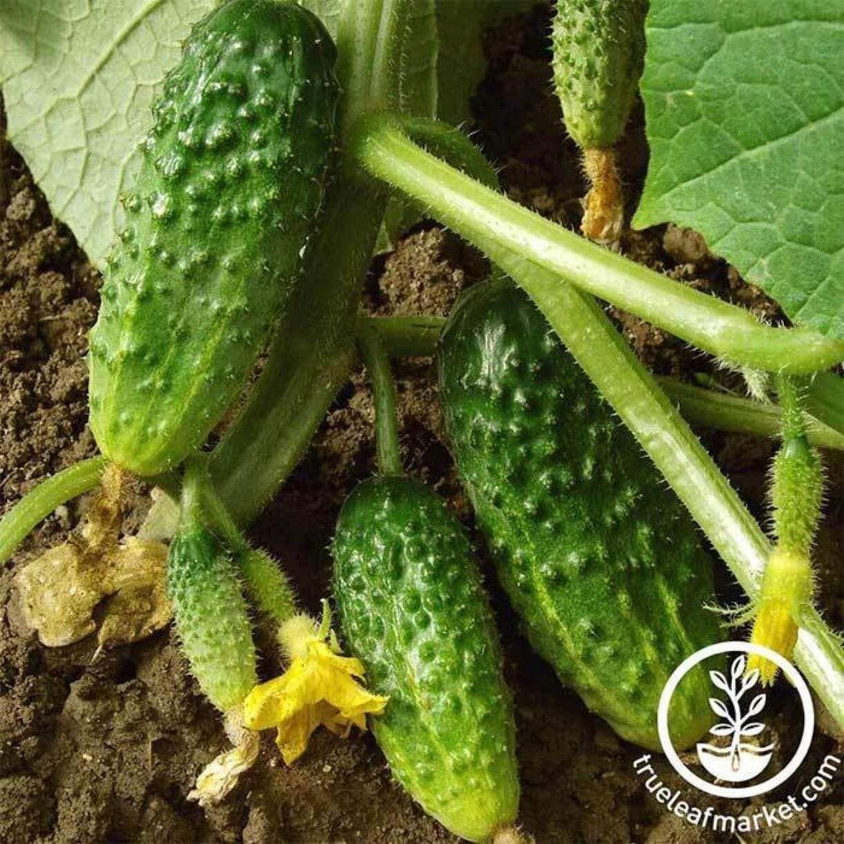 Salad Bush Cucumber