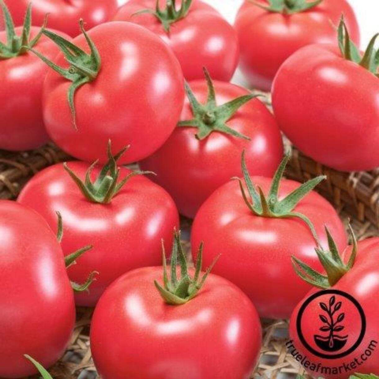 Clear Pink Tomato