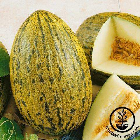 Whimsy Melon