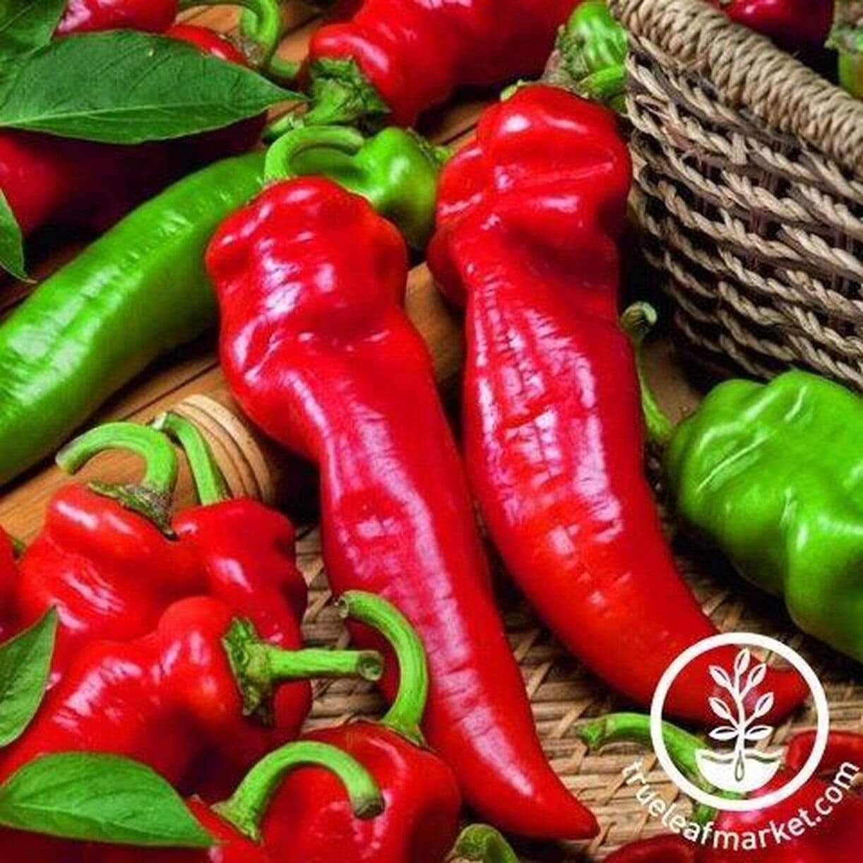 Giant Ristra Pepper