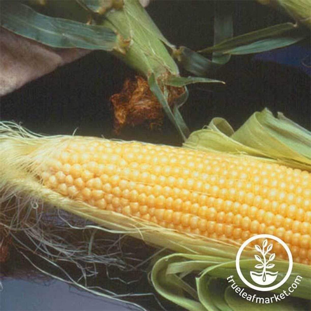 Incredible R/m Corn