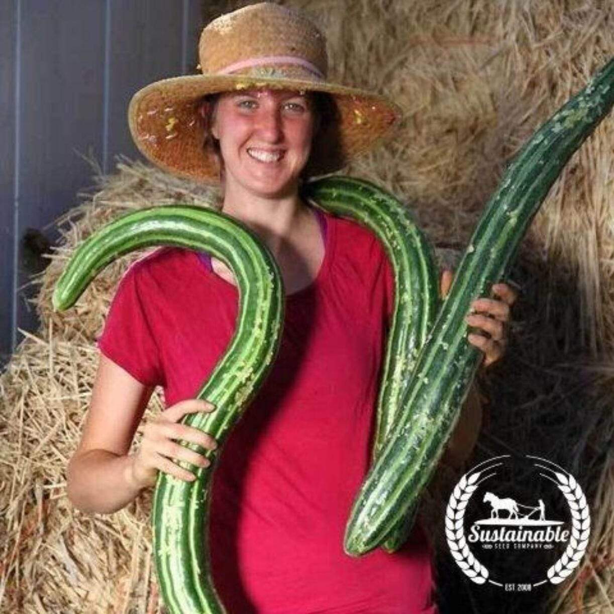 Painted Serpent Cucumber