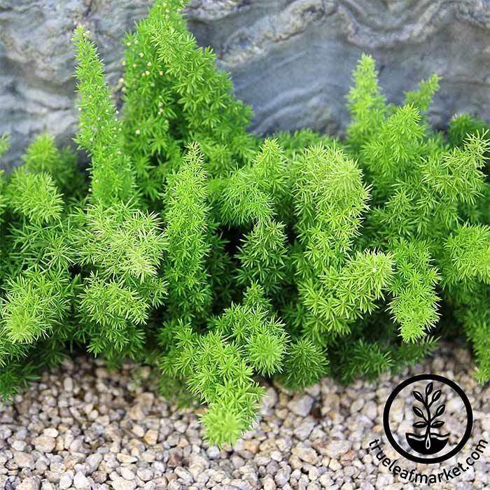 Meyerii Asparagus Fern