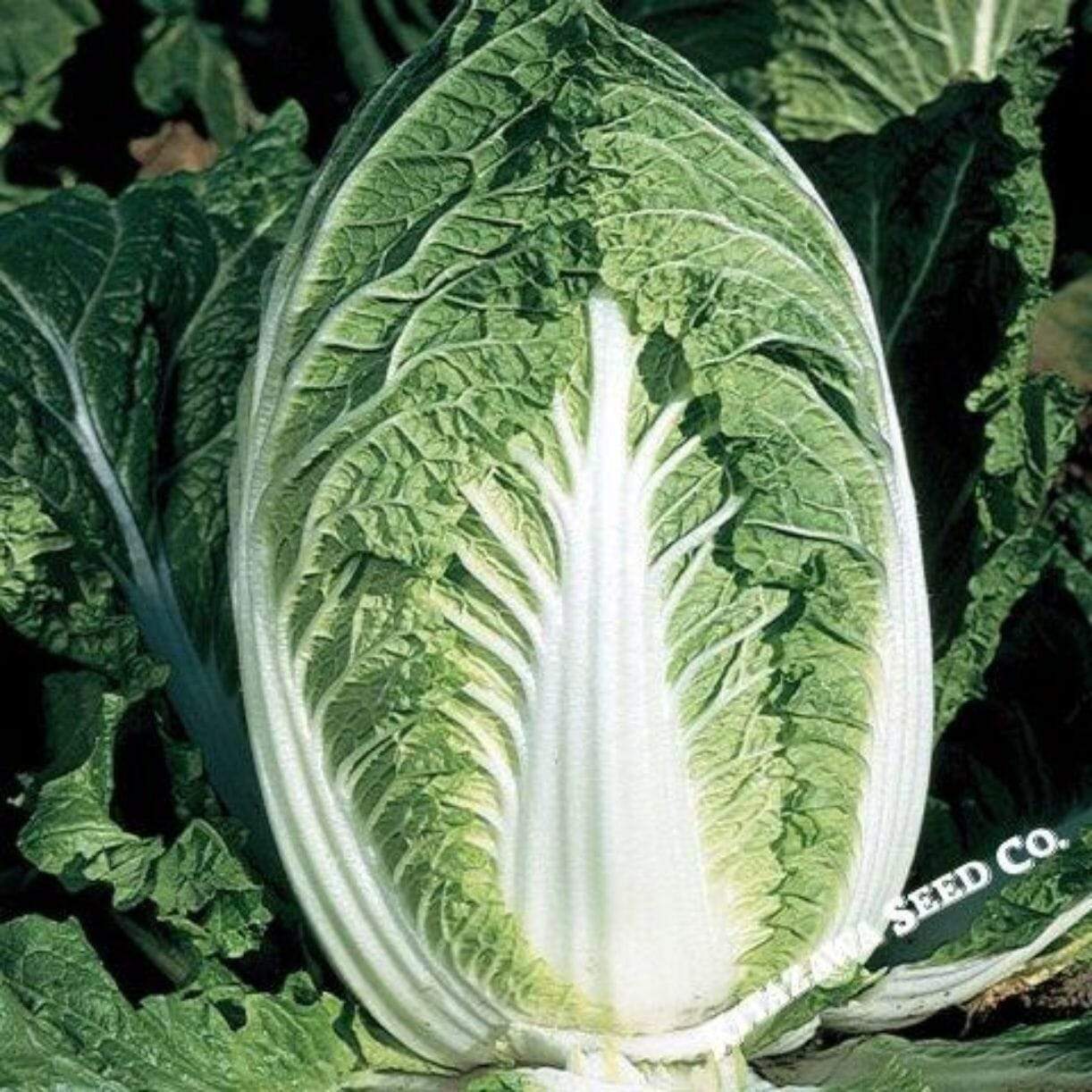 Yuki Chinese Cabbage