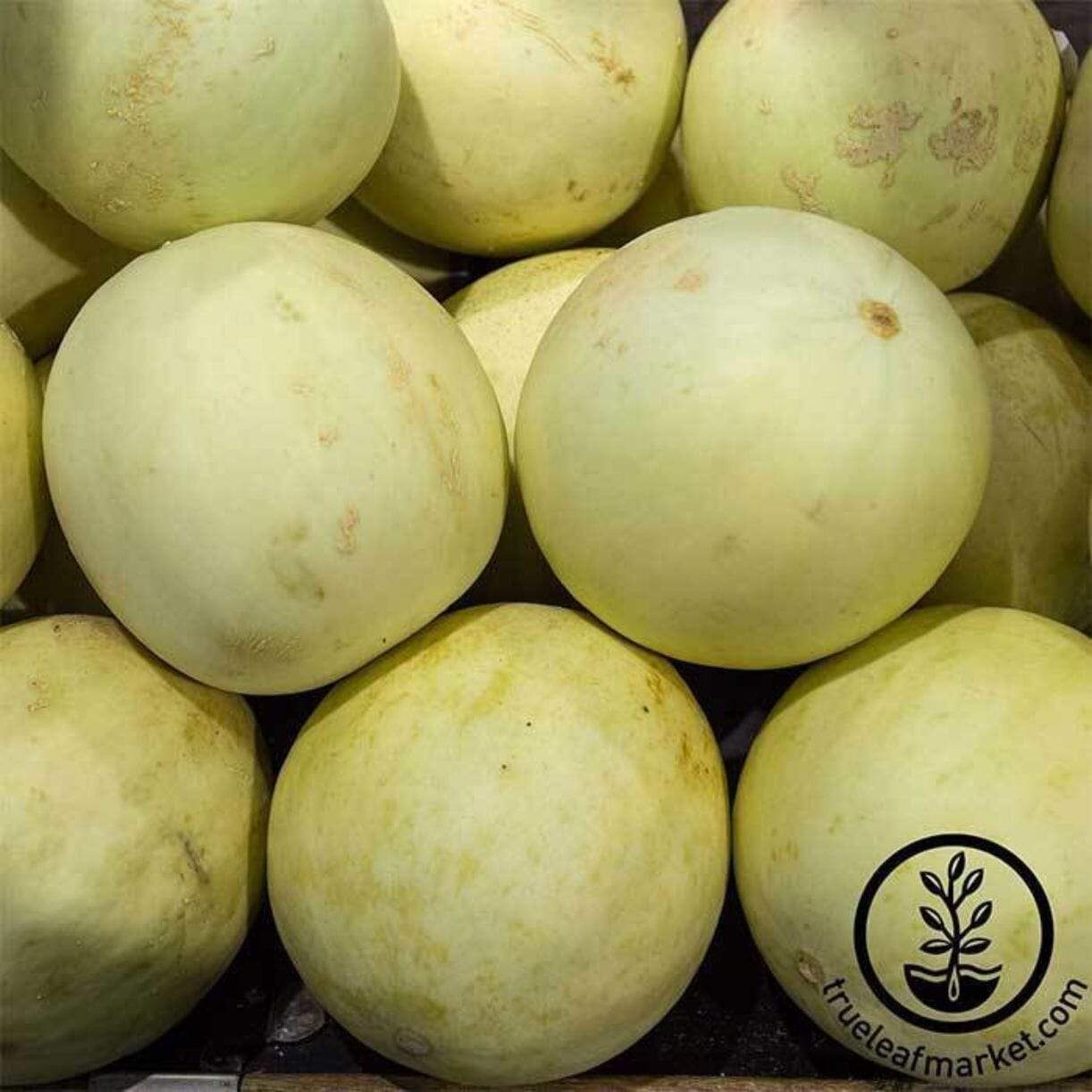 Earli-dew Melon