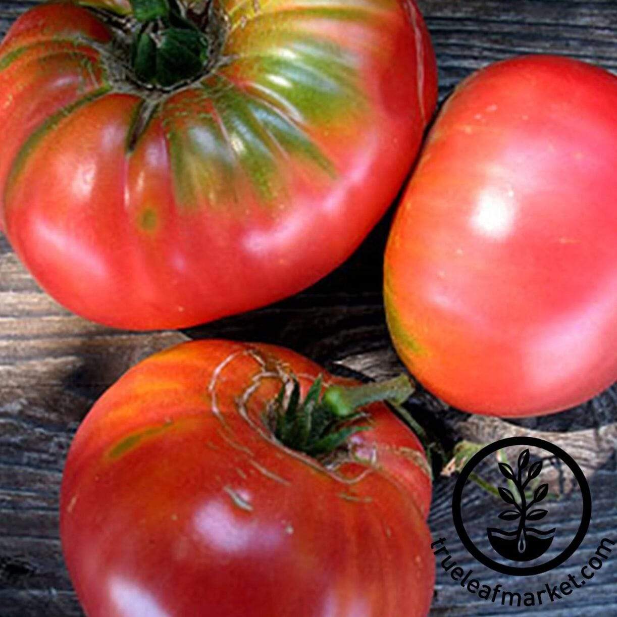 Brandymaster Pink Tomato